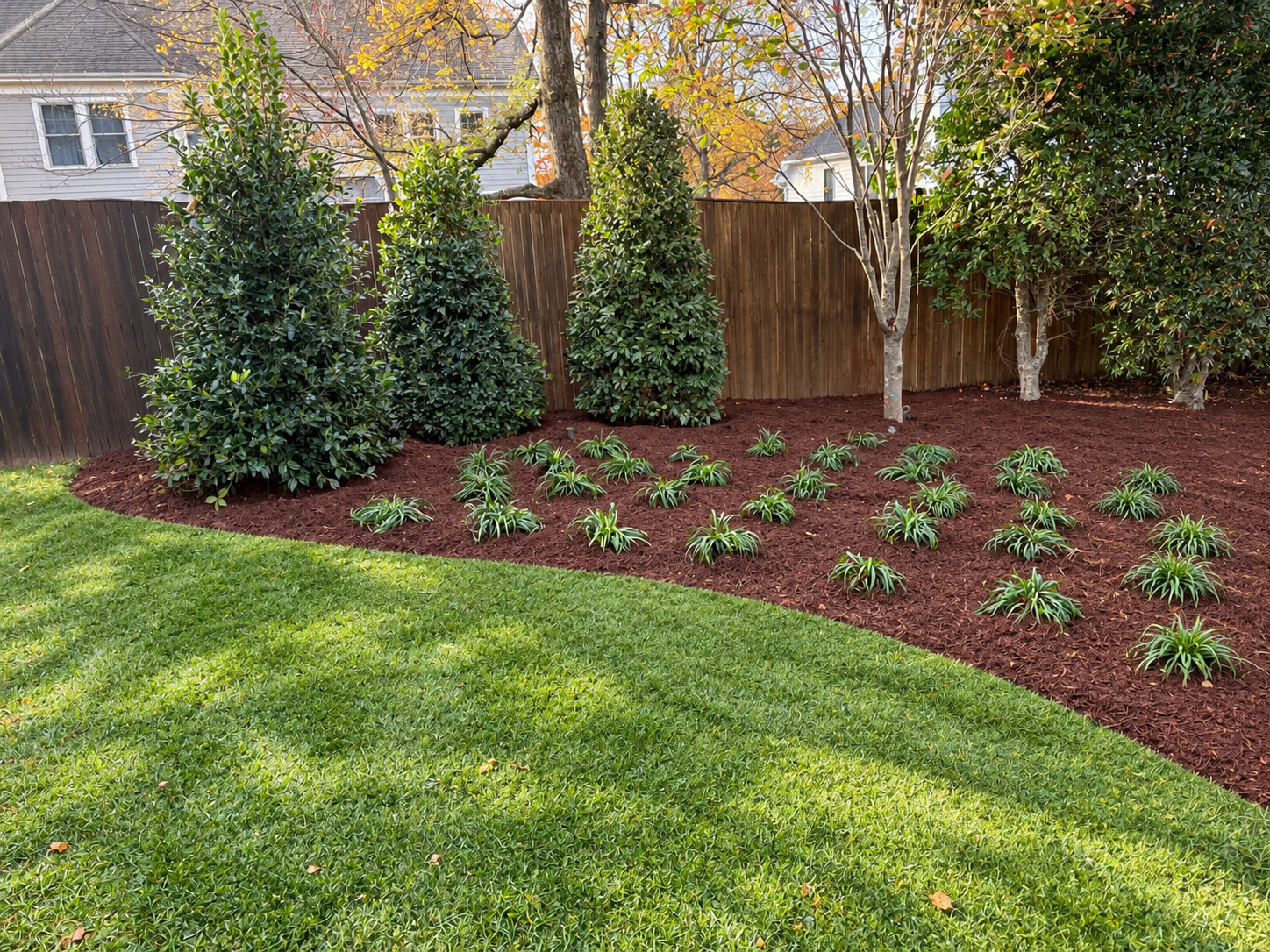 Curved mulched planting bed with ornamental grasses and shrubs beside a green lawn and wooden backyard fence.